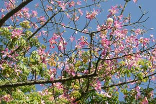 Estepona, bloemen en planten